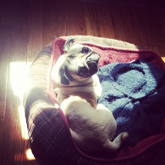 Pug in sun