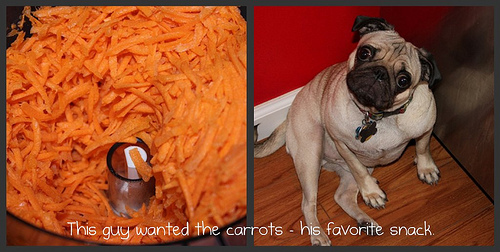 Pug N Carrots